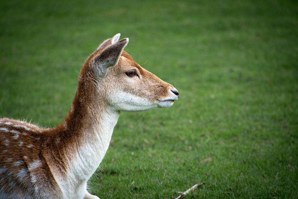 Display showing color profile settings